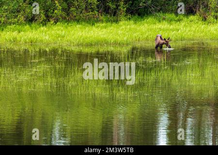 Jungbullen Moose (Alces alces), die sich auf der Seevegetation ernähren; Dease Lake; am Stewart-Cassiar Highway; British Columbia; Kanada Stockfoto