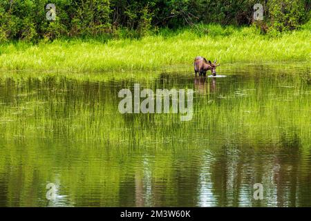 Jungbullen Moose (Alces alces), die sich auf der Seevegetation ernähren; Dease Lake; am Stewart-Cassiar Highway; British Columbia; Kanada Stockfoto