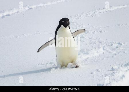 Adelie-Pinguin (Pygoscelis adeliae) auf der antarktischen Halbinsel. Im Schnee stehen, in die Kamera schauen. Flippers weit verteilt. Pinguinspuren im Schnee. Stockfoto