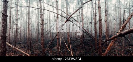Wald im winter Stockfoto