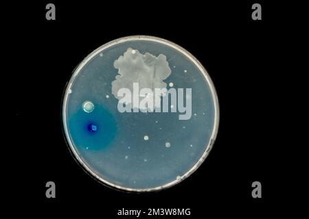 Bakterien auf Petrischale kultiviert Stockfoto
