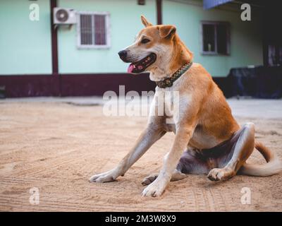 Brauner Fellhund ragt aus seiner Zunge Stockfoto