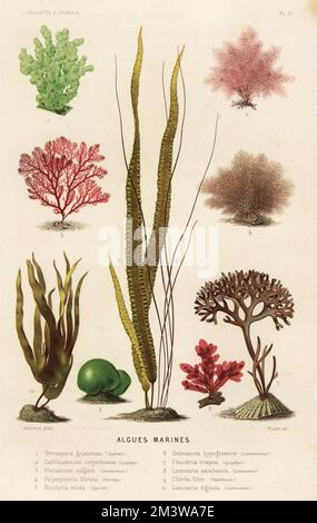 Meeresalgen. Grünalgen, Tetraspora gelatinosa 1, Rotalgen, Callithamnion corymbosum 2, Plocamium cartilagineum 3, Leptosiphonia fibrata 4, Rivularia nitida 5, Unkraut der Zunge, Hypoglossum hypoglossoides 6, irisches Moos, Chondrus crispus 7, Zuckerrübenkelp, Saccharina latissima 8, Tote-Mann-Seil, Chorda Filum 9, Und Oarweed, Laminaria digitata 10. Algues Marines. Chromolithograph von Bernard Picart nach Alfred Riocreux aus Alfred Fredols Le Monde de la Mer, The World of the Sea, herausgegeben von Olivier Fredol, Librairie Hachette et. Cie., Paris, 1881. Alfred Fredol war das Pseudonym des französischen Zool Stockfoto