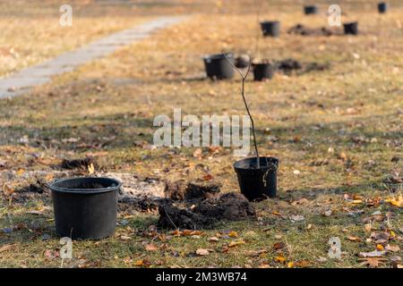 Wiederaufforstung oder Jungbaumsapfen in Topf und Eimer oder Vorbereitung der Pflanzung Stockfoto