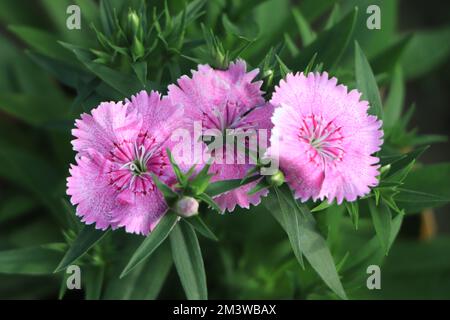 Wunderschöner Dianthus, ganzjähriges Pink in der hellen Sonne. Stockfoto