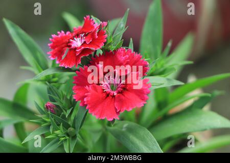 Teppich aus scharlachroten Dianthus-Blumen der Sorte Rockin Red Sweet William. Stockfoto