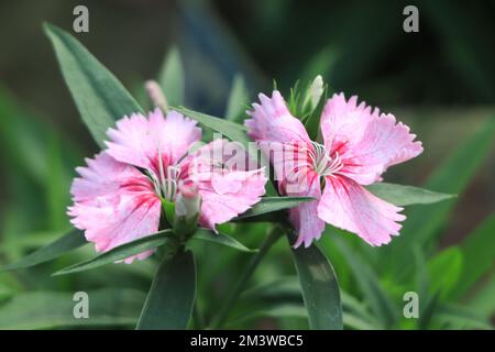 Dianthus gratianopolitanus oder Cheddar rosa viele rosa Blumen Stockfoto