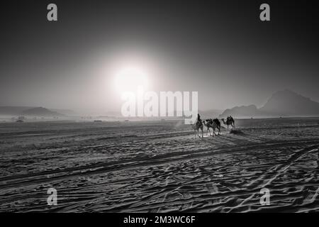 Beduinenreiten und führende Kamele durch Wadi Rum Desert Landscape mit aufgehender Sonne in Schwarz und Weiß Stockfoto