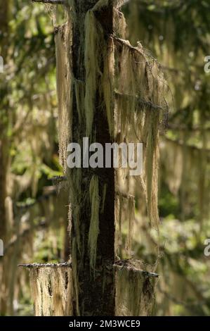 Methuselah’s Beard, auch bekannt als Old man’s Beard (Usnea longissima), wächst auf einer jungen Tanne in der Three Sisters Wilderness, Oregon. Stockfoto