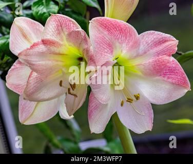 Hippeastrum, Amaryllis (Hippeastrum x Hortorum) Stockfoto