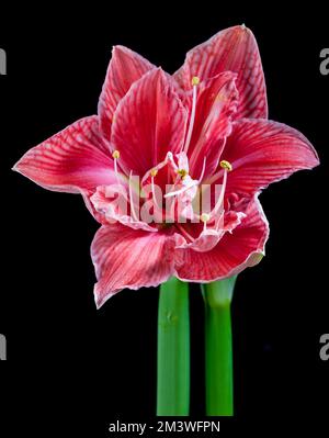 'Sweet Nymph' Hippeastrum, Amaryllis (Hippeastrum x hortorum) Stockfoto