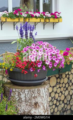 Wunderschöne Blumen in einem Topf auf der Straße Stockfoto