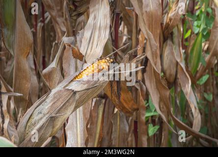 Maisstängel und Ähren auf dem Feld nach der Ernte. Stockfoto