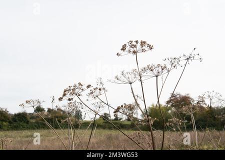 Hogweed vor dem Hintergrund des leeren Herbsthimmels. Speicherplatz kopieren Stockfoto