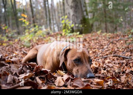 Die Nahaufnahme einer Rhodesian Ridgeback auf dem Herbstlaub Stockfoto