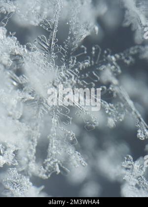 Schneeflocken extreme Nahaufnahme von echten Schneeflocken aus Kristall Stockfoto