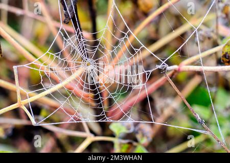 Zwischen den Herbstgräsern ist ein Netz mit gefrorenen Tau-Tropfen gestreut Stockfoto