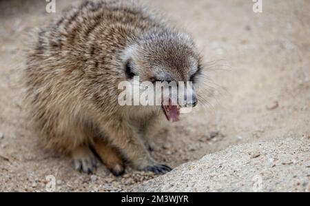 Nahaufnahme eines Meerkats mit offenem Mund auf dem Boden Stockfoto