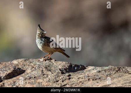 Thekla Lark (Galerida theklae), Marokko. Stockfoto