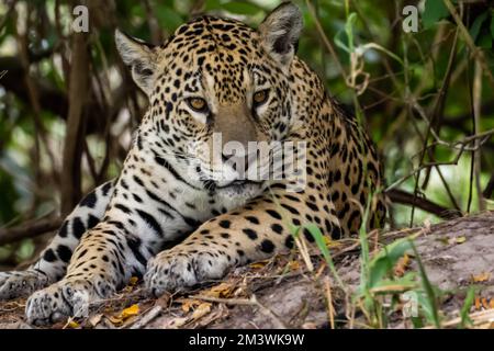 Jaguar ruht sich auf einem hohen Flussufer in der Nähe des Pantanal aus Stockfoto