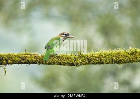 Weißbacken-Barbet (klein-grün) mit Obst als Nahrung. Fantastische Fotos mit gutem Hintergrund. Am besten beobachten, wenn Vögel sich von ihrem Futter ernähren Stockfoto