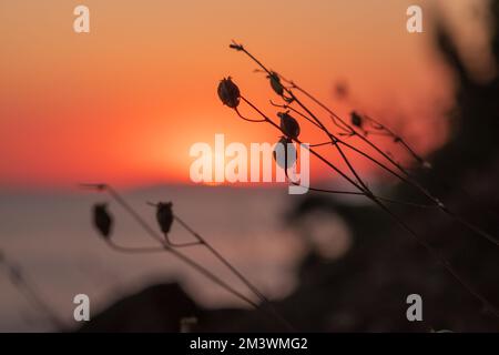 Kleiner Grasstamm aus nächster Nähe mit Sonnenuntergang über dem ruhigen Meer, Sonnenuntergang über dem Horizont. Sanfte, pinkfarbene, lila Pastelltöne in Aquarellfarben. Wunderschöne Natur Stockfoto