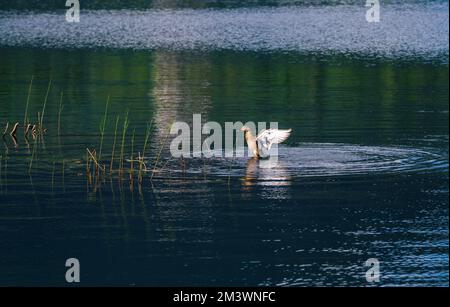 Fliegende wilde Stockente, die auf einer ruhigen See-Wasseroberfläche in einem Wald landete Stockfoto