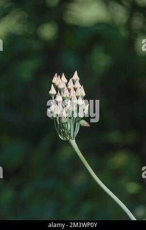 sizilianischer Honigknoblauch (Allium siculum), Deutschland Stockfoto