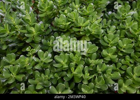 Jade-Anlage mit Regentropfen. Grünes Laub in der Nähe bei Regenwetter Stockfoto