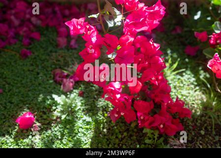 Rosafarbene Bougainvillea-Blüten auf grünem Gras. Leuchtend rosa Blüten Stockfoto