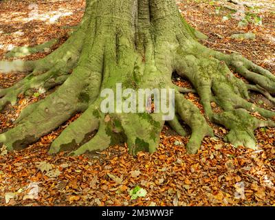 Eichenwurzeln und gefallene Blätter im Winter Stockfoto