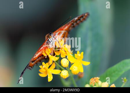 Ein roter Schmetterling, der auf dem Nektar einer goldenen Blume mit unscharfem Hintergrund forscht Stockfoto