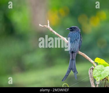 Ein schwarzer Drongo-Vogel, der auf einem Ast im Garten sitzt und einen unscharfen grünen Hintergrund hat Stockfoto
