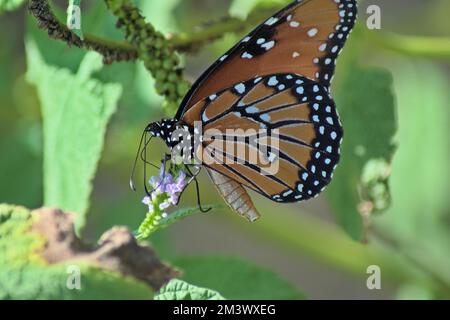 Ein Monarch-Schmetterling, der den Nektar von weißen Blumen im Garten mit unscharfem Hintergrund nippt Stockfoto