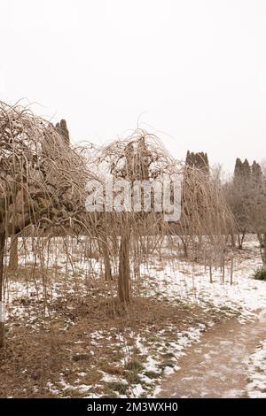 Dekorativ hängende Zweige eines Maulbeerbaums in einem Wintergarten Stockfoto