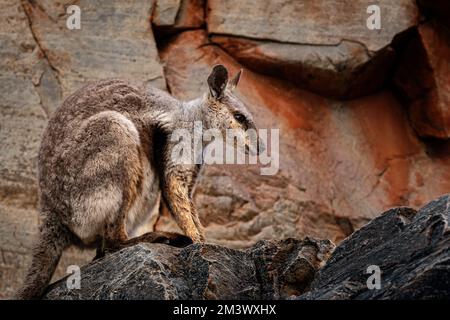 Bedrohtes Schwarzfußfelsen-Wallaby in den Bergen von Zentralaustralien. Stockfoto