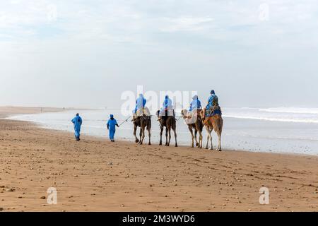 Touristen reiten auf Kamelen am Strand in blauen Beduinen-Bademänteln, Essaouira, Marokko, Nordafrika Stockfoto