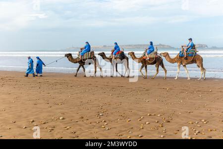 Touristen reiten auf Kamelen am Strand in blauen Beduinen-Bademänteln, Essaouira, Marokko, Nordafrika Stockfoto