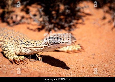 Goulds Goanna in Zentral-Australiens rotem Wüstensand. Stockfoto