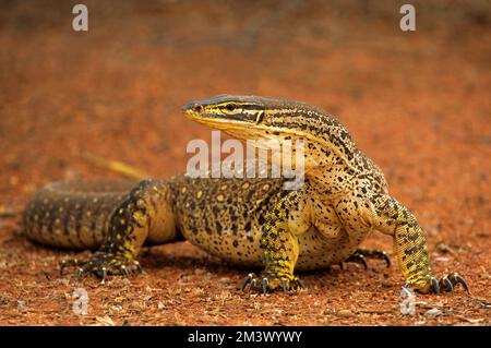 Goulds Goanna in Zentral-Australiens rotem Wüstensand. Stockfoto