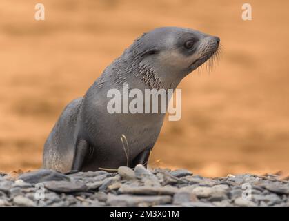 Das junge antarktische Robbenbaby (Arctocephalus gazella) in Südgeorgien in seiner natürlichen Umgebung Stockfoto