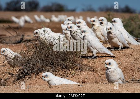 Eine Schar von kleinen Corellas, die sich am Boden ernähren. Stockfoto