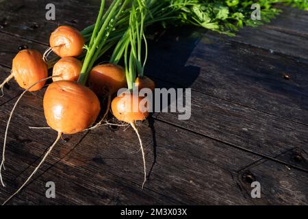 Frischer Hausgarten angebaut organischen runden Karotte auf Scheunenholz Stockfoto
