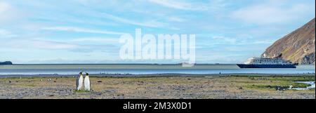 Whistle Cove Beach an der Nordküste von Südgeorgien mit Blick auf Fortuna Bay mit Königspinguinen im Vordergrund und einem verankerten Expeditionsschiff Stockfoto