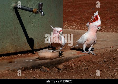 Ein Paar Pink Cockatoos, die in einem Wassertank in Zentralaustralien trinken. Stockfoto