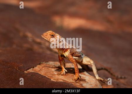 Ringschwanz-Drache sonnt sich auf Felsen in Zentralaustralien. Stockfoto