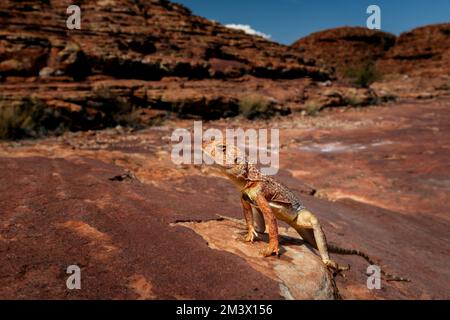 Ringschwanz-Drache sonnt sich auf Felsen in Zentralaustralien. Stockfoto