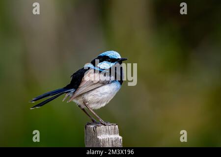 Wunderschöne Superb Fairy Wren in ihrem Lebensraum. Stockfoto