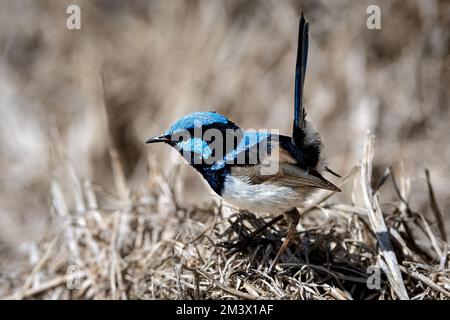 Wunderschöne Superb Fairy Wren in ihrem Lebensraum. Stockfoto