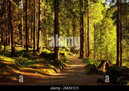 Ein Waldweg entlang des wunderschönen kleinen Arbersees im Bayerischen Wald, Oberpfalz, Bayern, Deutschland. Stockfoto